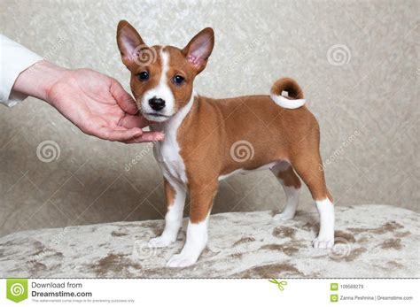 Below is a sample search of our Basenji breeders with puppies for sale. . Basenji breeders nova scotia